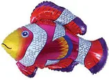 И 36 Рыбка-Клоун / Cloun-fish / 1 шт / (Испания)