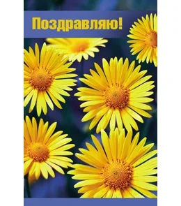 Открытка А5 Поздравляю! цветы (10 шт.)